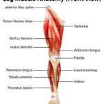 Les muscles de la jambe